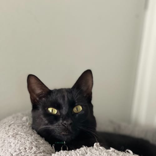 Archie