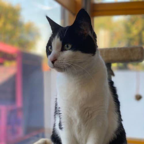Coco