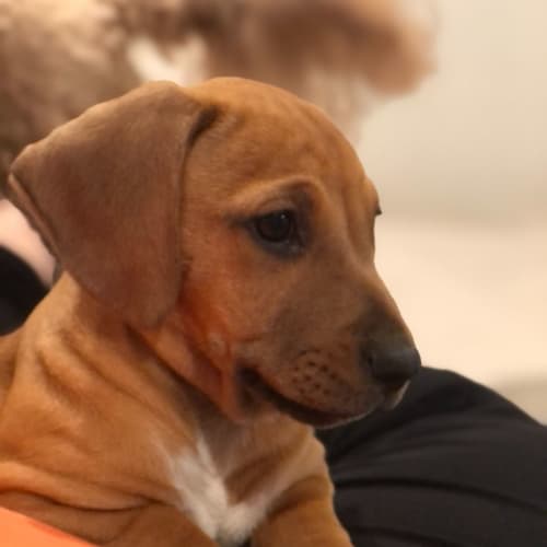 Iggy ~ Dachshund X Mastiff Puppy(On Trial 3/3/22)