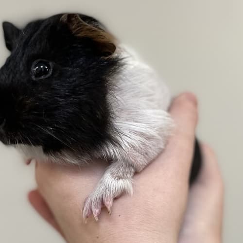 Vermicelli