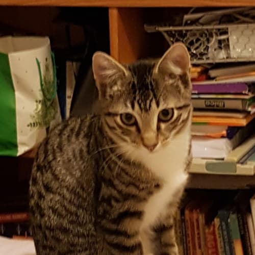 Cosmo