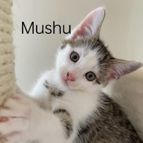 Mushu