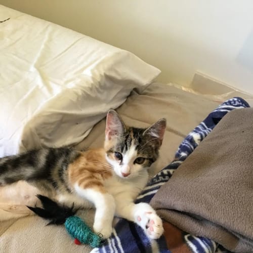 Chera**2nd Chance Cat Rescue**