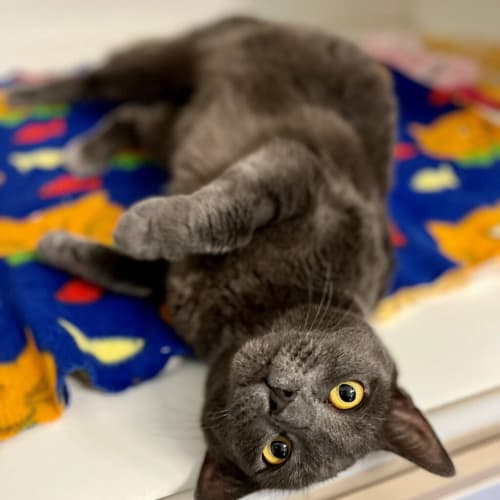 Mimi