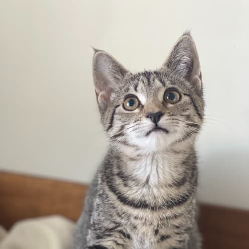 Mistletoe - Reduced Adoption Fee