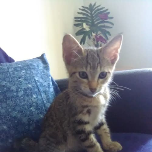 Kiki