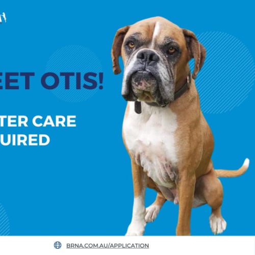 Otis