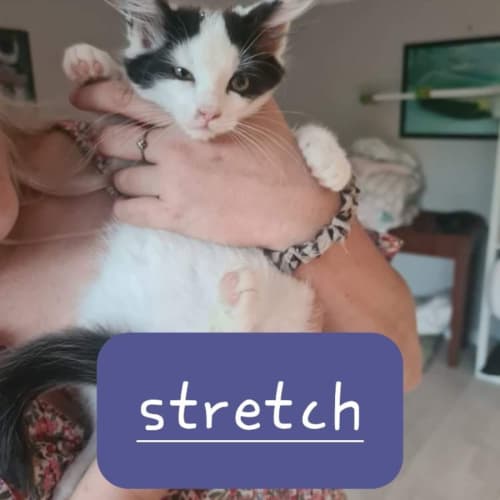 Stretch