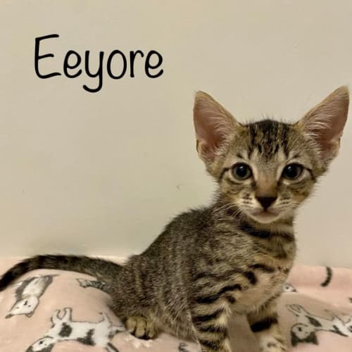 Eeyore