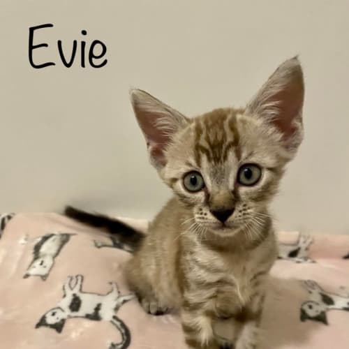 Evie