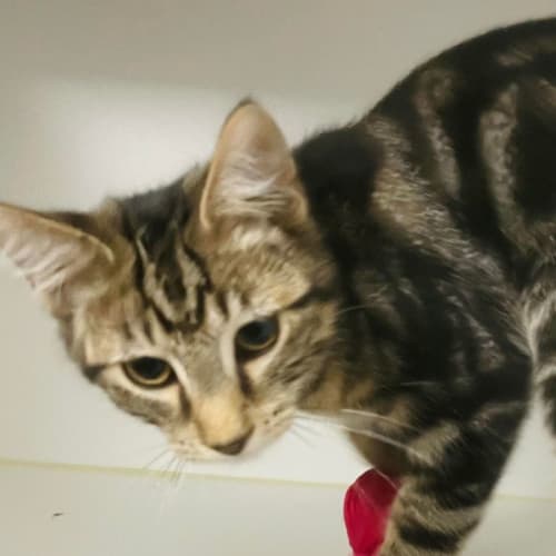Elf - Located in Pascoe Vale