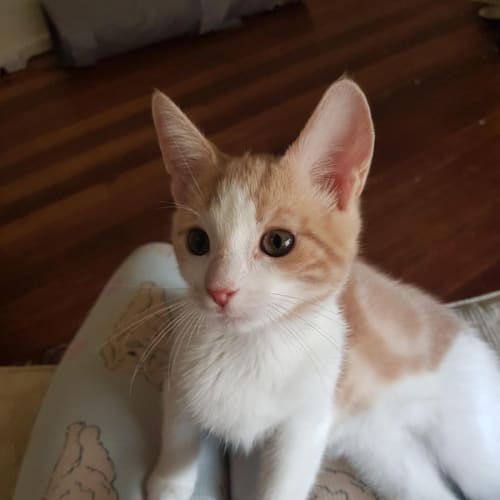 Yoda - Located in Avondale Heights