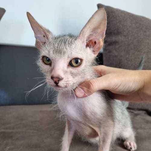 Gollum