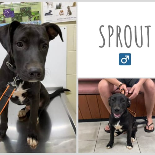 Sprout