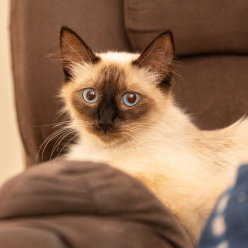 Catalina