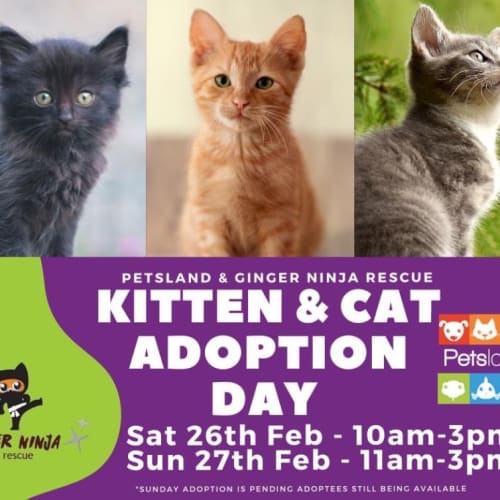 Adoption day this Saturday!