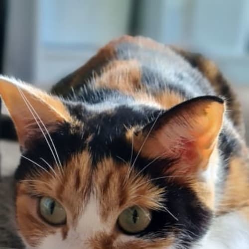 Tigger