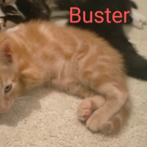 Buster