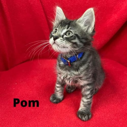 Pom