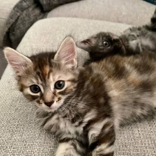 Tallulah 