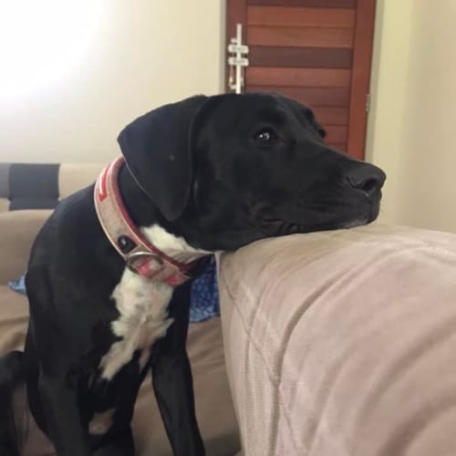 Roxy