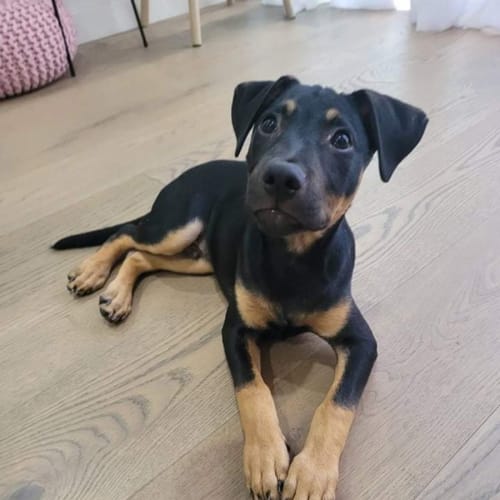 Jasper 🐶🥰