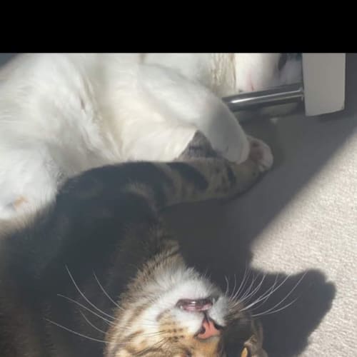 Leo