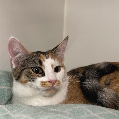 Starlight - Reduced Adoption Fee