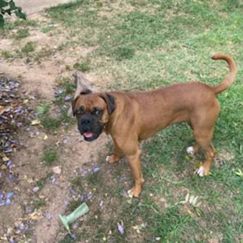 Nova