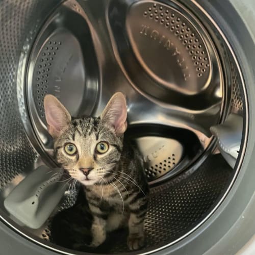 Gizmo