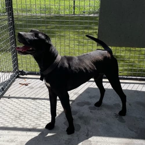 D733 Sammy aka Smooch