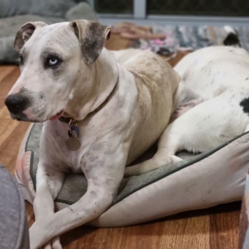 Ella ~ 2yr Old Great Dane X(On Trial 18/4/22)