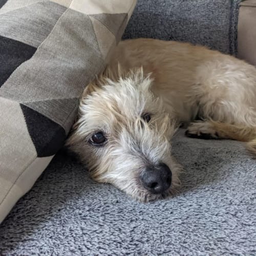 Tuffy ~ 13yr Old Maltese X