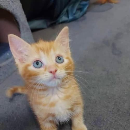 Ember