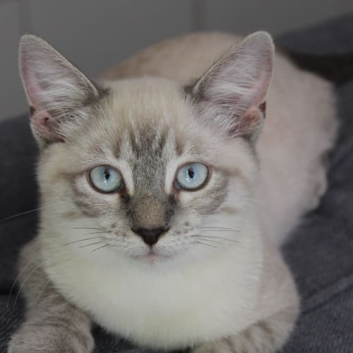 Cirrus