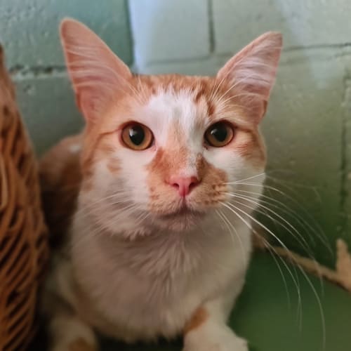 Ginger
