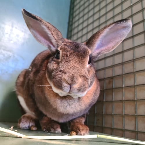 Mocha