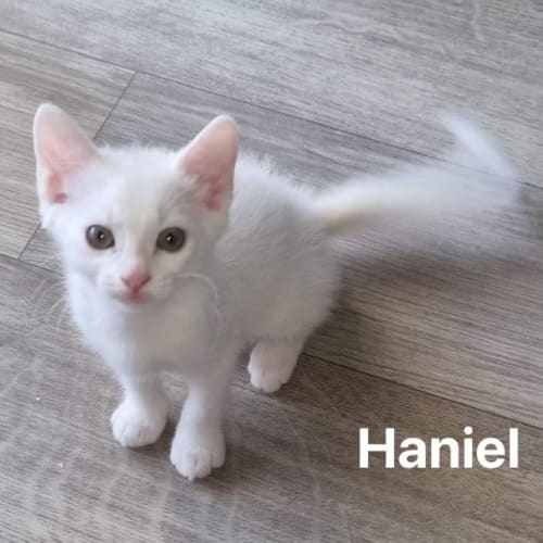 Haniel