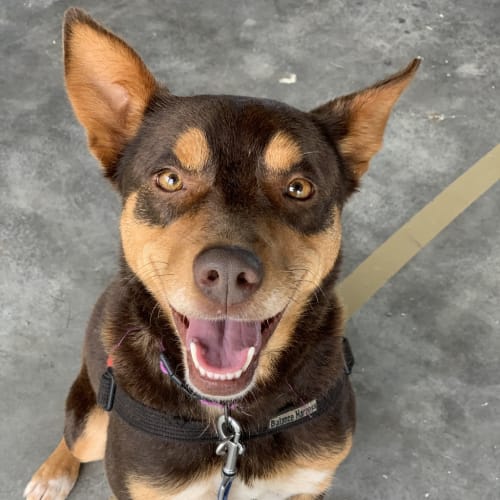 Coco