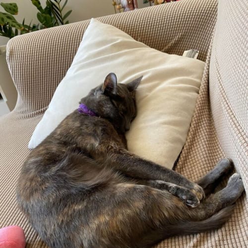 Noelle 💖