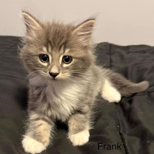 Frank