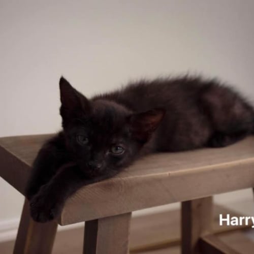 Harry