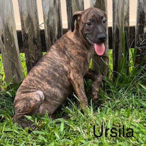 Ursila