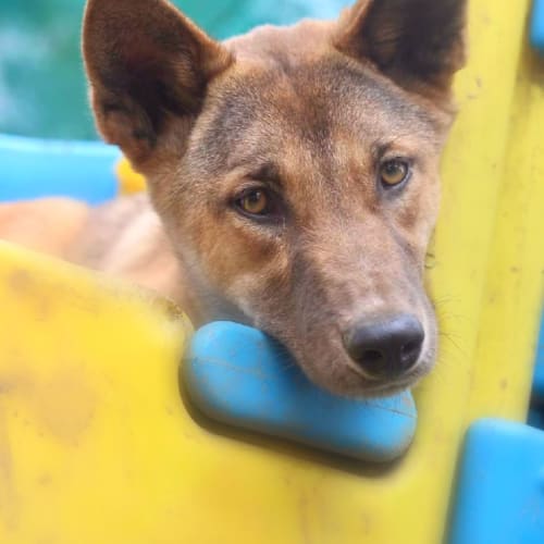 Buddy- Dingo Kelpie Mix