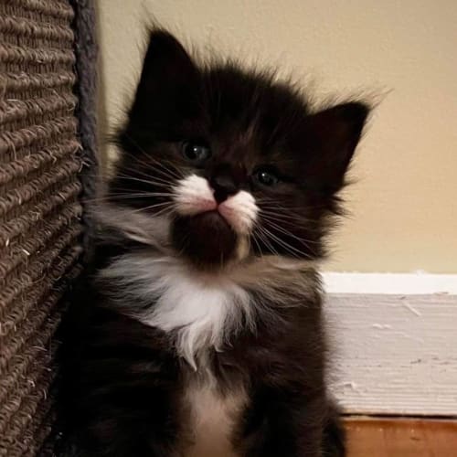 Juniper