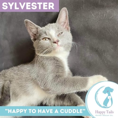 Sylvester 