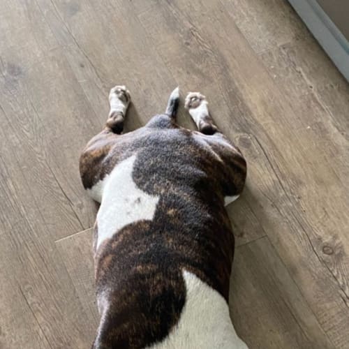 Dakota