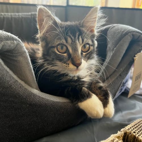 Ivy **2nd Chance Cat Rescue**