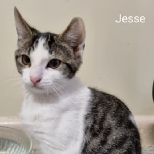 Jesse