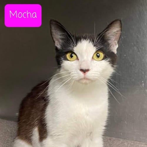 Mocha